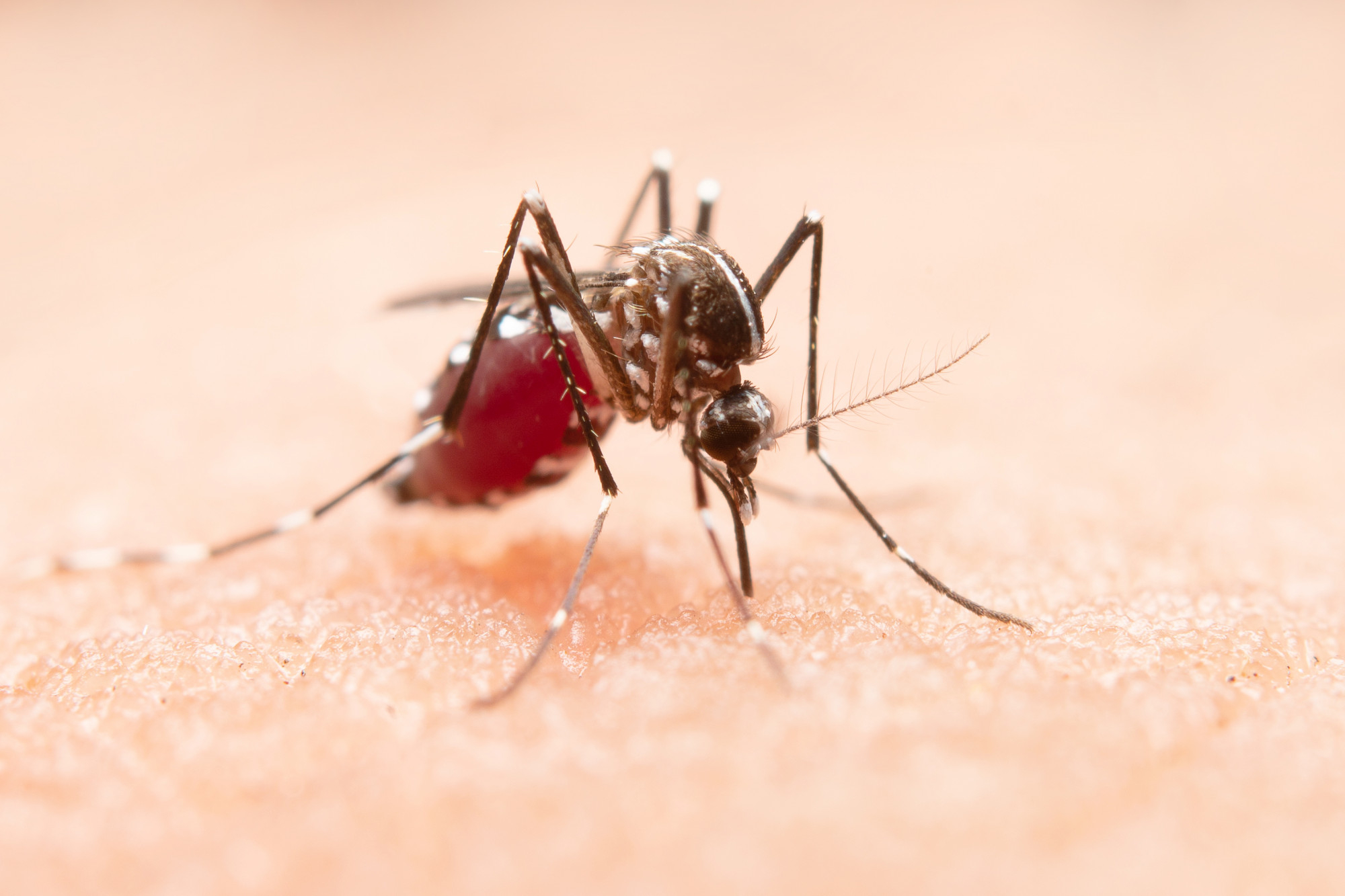 Dengue Cases Rise In Chennai, Kolkata, Mumbai, Delhi: What Is Driving The Spike?