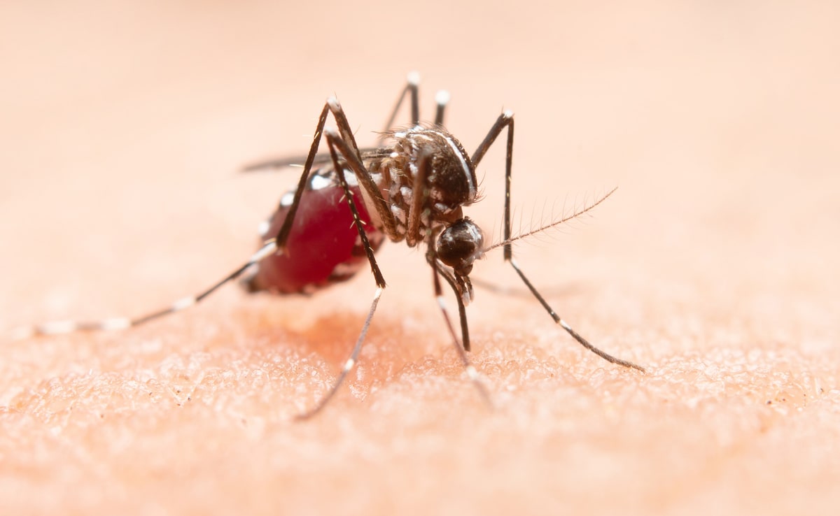 Dengue and malaria causing mosquito that can lead to symptoms