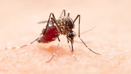 Dengue Alert In Noida: Expert Shares Tips To Prevent An Outbreak