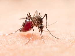 Dengue Alert In Noida: Expert Shares Tips To Prevent An Outbreak