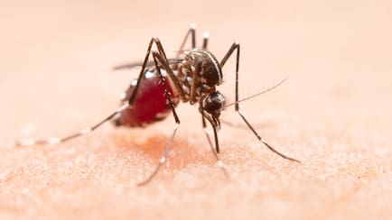 Dengue Alert In Noida: Expert Shares Tips To Prevent An Outbreak