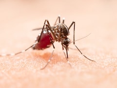 Working Indoors All Day, But Still At Risk: Doctor Explains How Dengue Is Reaching Urban Homes