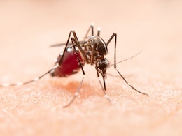 Working Indoors All Day, But Still At Risk: Doctor Explains How Dengue Is Reaching Urban Homes