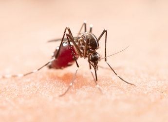 Health Minister Reviews India's Dengue And Malaria Preparedness Ahead Of Monsoon: Do's And Don'ts For Every Family