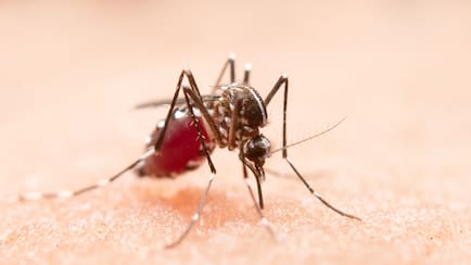 Dengue Cases Rise In Indian Cities: What Is Driving The Spike?