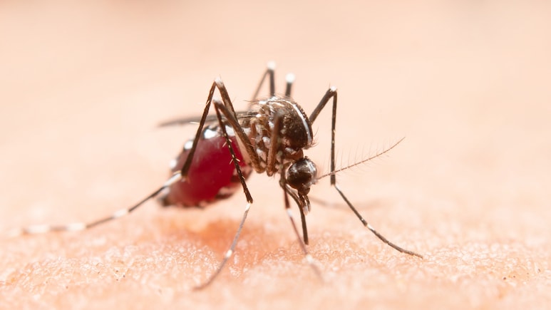 Working Indoors All Day, But Still At Risk: Doctor Explains How Dengue Is Reaching Urban Homes