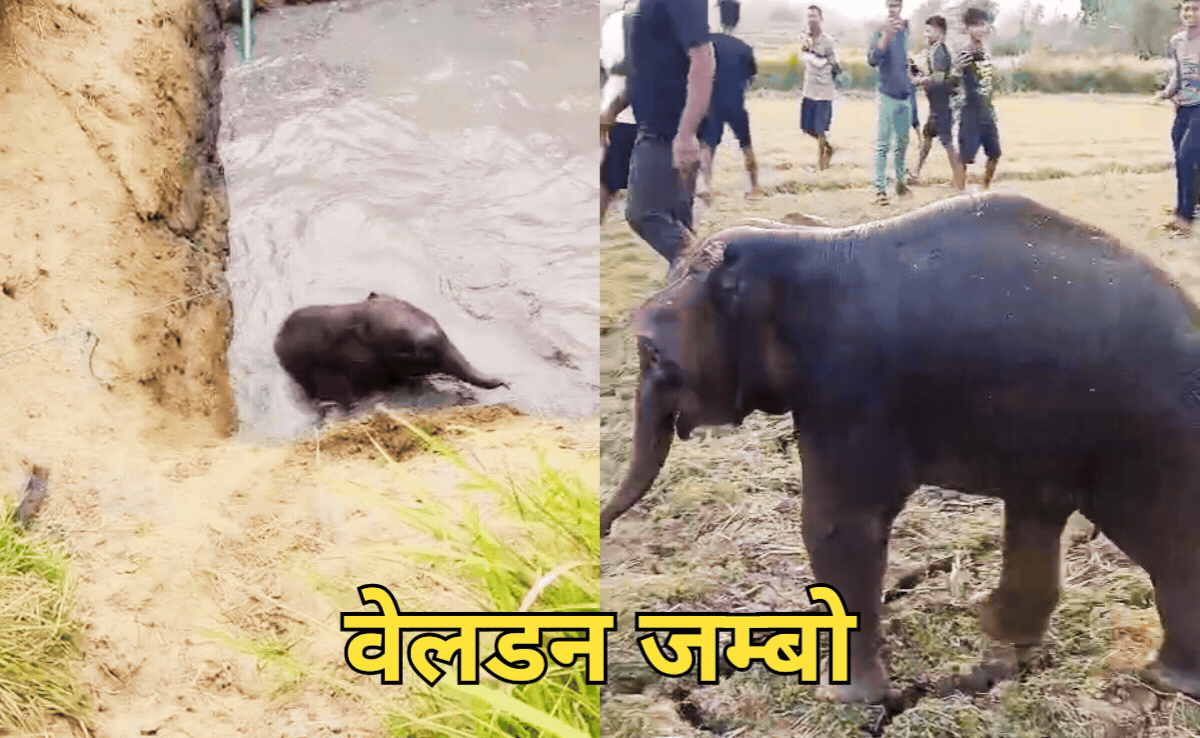 VIDEO: खुले कुएं से गिरा नन्हा हाथी, 3 घंटे तक चला रेस्क्यू ऑपरेशन...कूदता-फांदता बाहर आया जम्बो, देखें वीडियो