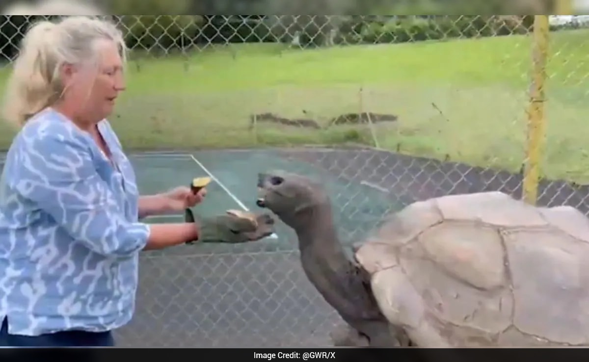 World's Oldest Tortoise Reported Dead, Turns Out To Be Alive