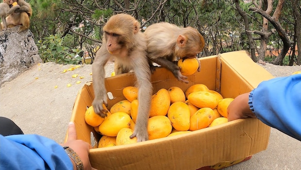 Latest and Breaking News on NDTV