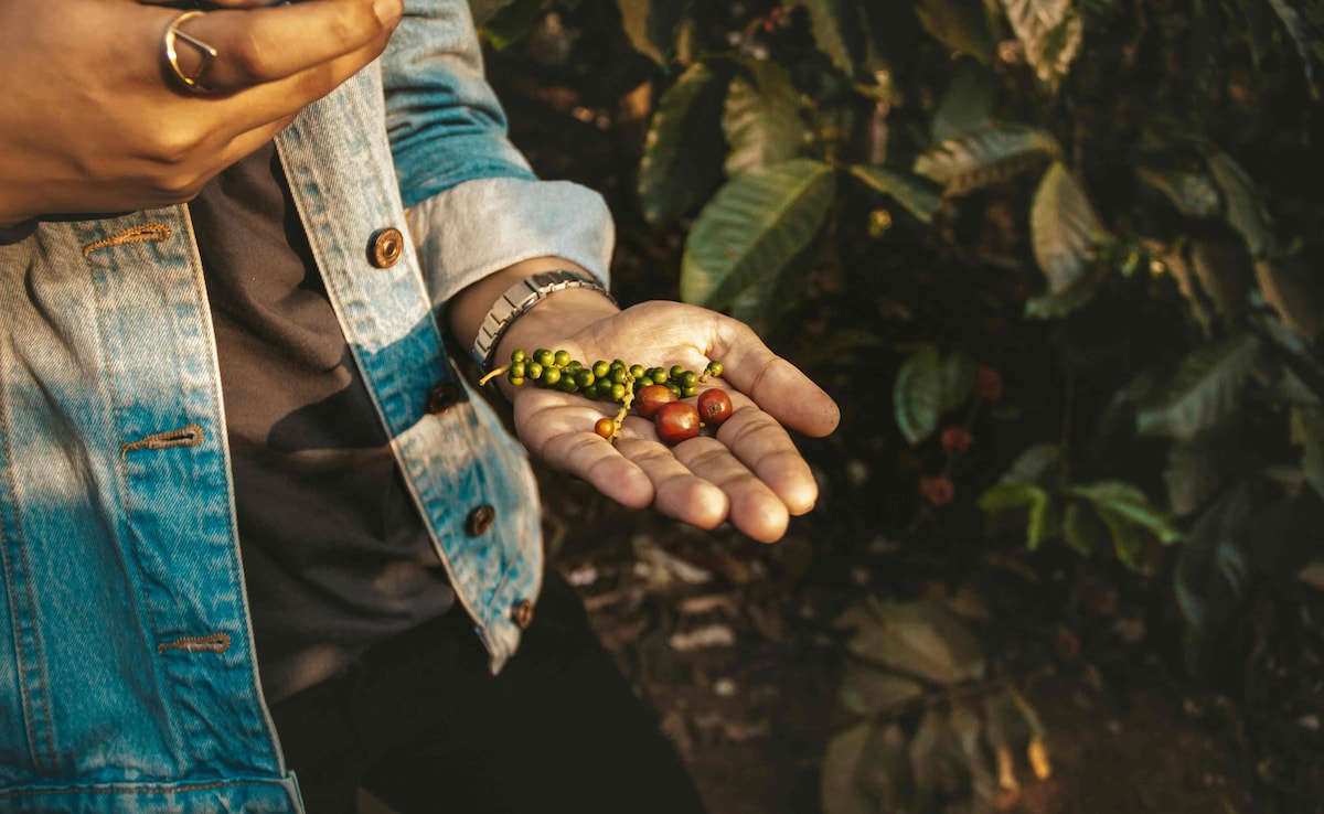British reshaped the coffee industry. Photo: Unsplash