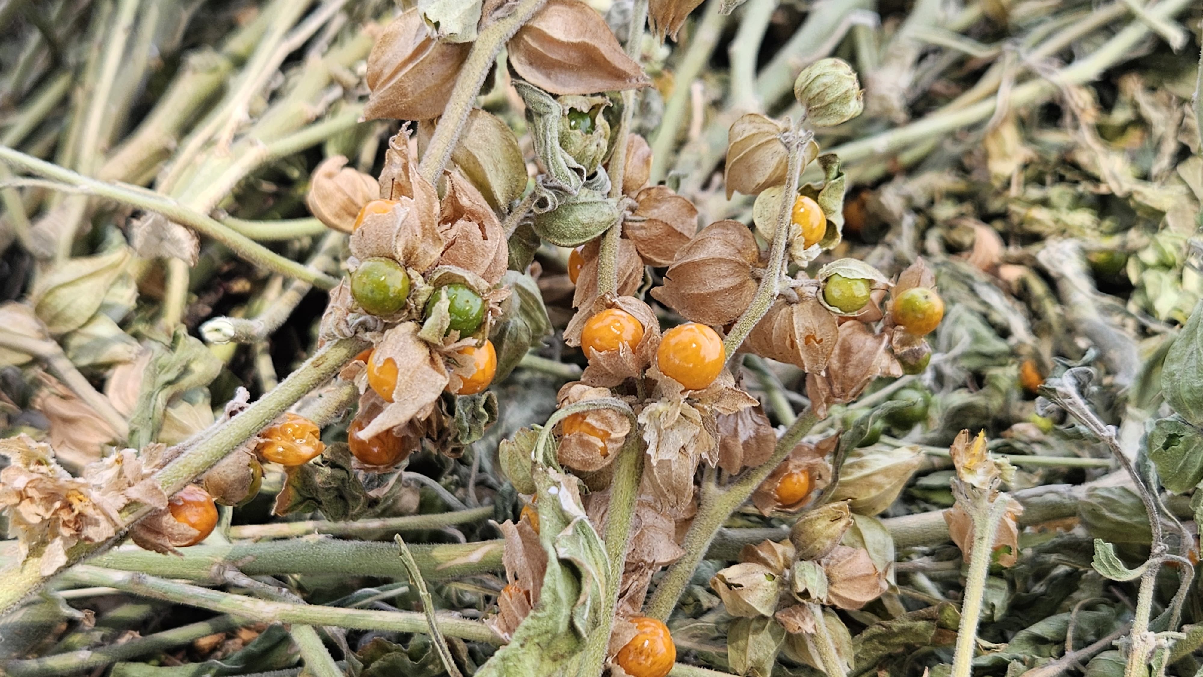 Farmer Success Story