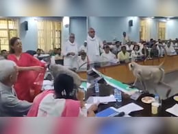 Watch: UP IAS Officer's Pet Langur Walks Into Meeting Room, Sits On Her Chair