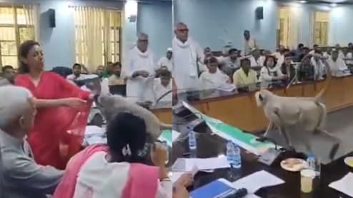 Watch: UP IAS Officer's Pet Langur Walks Into Meeting Room, Sits On Her Chair
