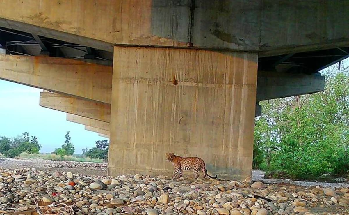 Latest and Breaking News on NDTV