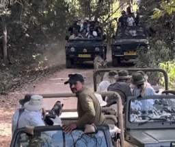 रणथंभौर में पर्यटकों ने बीच जंगल में लगाया 'ट्रैफिक जाम', बेबस टाइगर को चारों तरफ से घेरा; 8 पर गिरी गाज