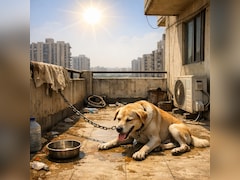 चिलचिलाती धूप में कुत्ते को बांधने की कोर्ट ने दी ऐसी सजा, ताउम्र याद रखेगा मालिक