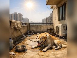 चिलचिलाती धूप में कुत्ते को बांधने की कोर्ट ने दी ऐसी सजा, ताउम्र याद रखेगा मालिक