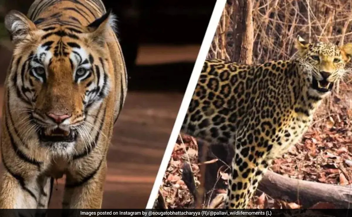 Too Many Tigers, Jungle Too Small: Human-Animal Conflict In Land Of Mowgli