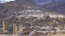 Why April Is The Ideal Time To Visit Ladakh When It Turns Pink With Blossom