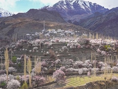 Why April Is The Ideal Time To Visit Ladakh When It Turns Pink With Apricot Blossom