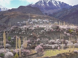 Why April Is The Ideal Time To Visit Ladakh When It Turns Pink With Apricot Blossom