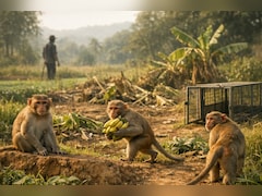 महाराष्ट्र में अब बंदरों की खैर नहीं ! 'पकड़ो और इनाम पाओ' की राशि ₹300 से बढ़कर हुई ₹600