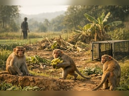 महाराष्ट्र में अब बंदरों की खैर नहीं ! 'पकड़ो और इनाम पाओ' की राशि ₹300 से बढ़कर हुई ₹600