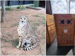 देश में बढ़ा चीतों का कुनबा, दक्षिण अफ्रीका से चार और चीते लाए गए बेंगलुरु&nbsp;