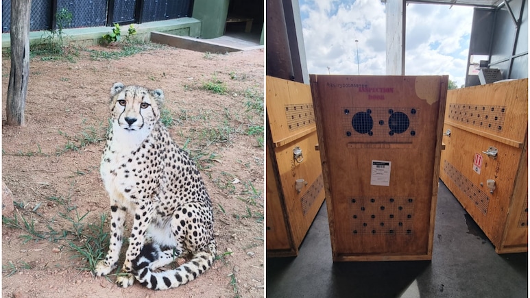 देश में बढ़ा चीतों का कुनबा, दक्षिण अफ्रीका से चार और चीते लाए गए बेंगलुरु&nbsp;