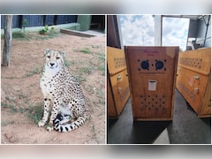 देश में बढ़ा चीतों का कुनबा, दक्षिण अफ्रीका से चार और चीते लाए गए बेंगलुरु 