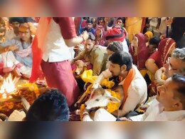 राजस्थान की सबसे अनोखी शादी, 21 बैलगाड़ियों में सवार होकर आए बाराती, 15 दिन के बछड़ा-बछड़ी ने लिए सात फेरे