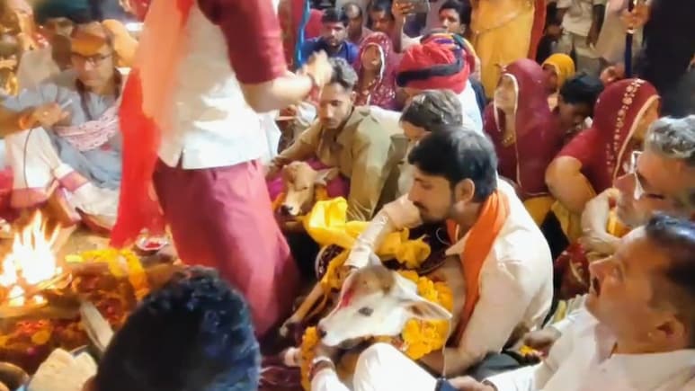 राजस्थान की सबसे अनोखी शादी, 21 बैलगाड़ियों में सवार होकर आए बाराती, 15 दिन के बछड़ा-बछड़ी ने लिए सात फेरे