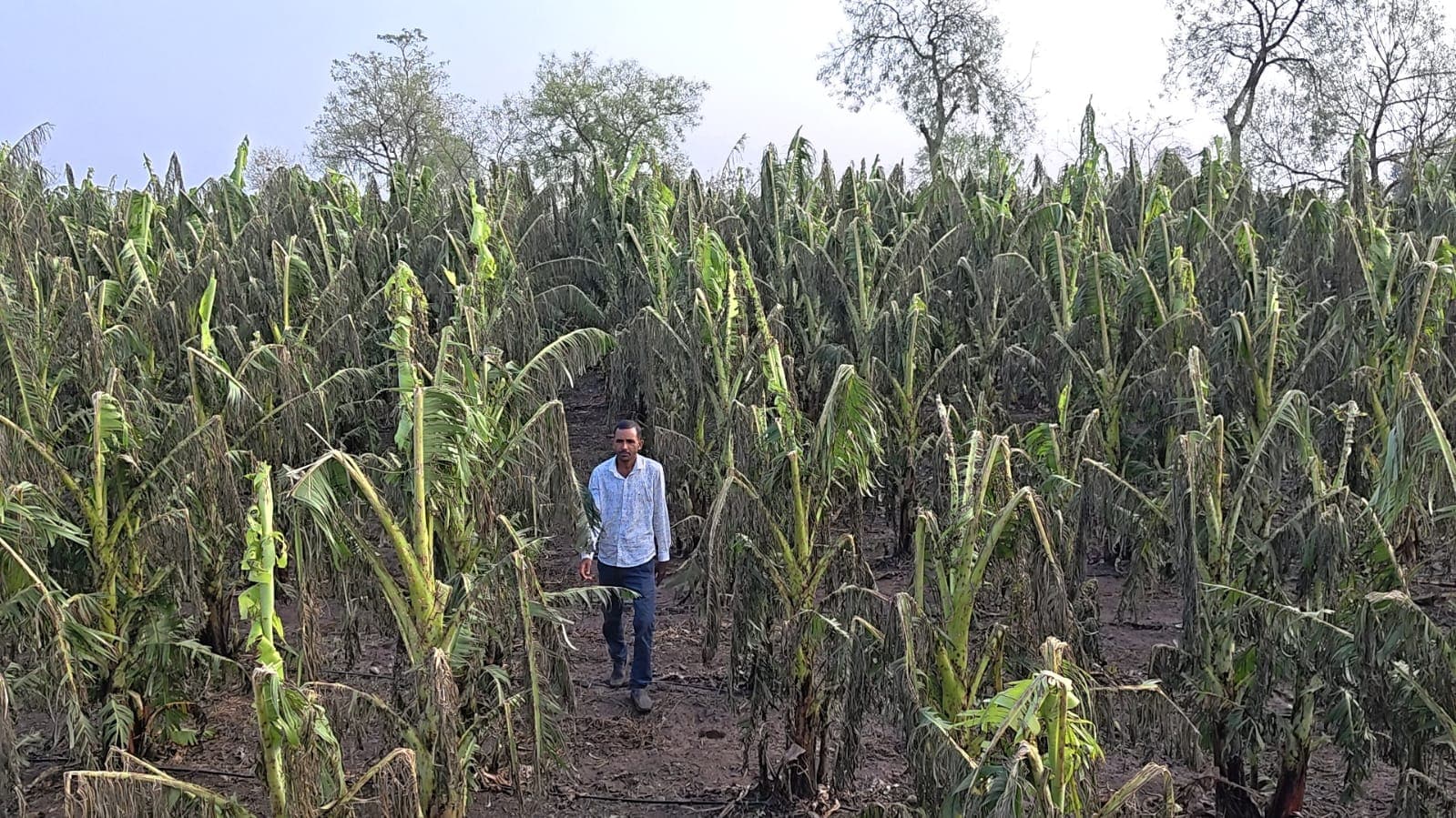 बुरहानपुर में 15 मिनट की तेज आंधी ओलावृष्टि से एक दर्जन गांव में केला मक्का और गेंहु की फसल तबाह, पीडित किसानों ने सरकार से की मुआवजे की मांग किसानों को उचित मुआवजा दिलाने को लेकर कांग्रेस बीजेपी में सियासत शुरू बुरहानपुर में 15 मिनट की तेज आंधी ओलावृष्टि से एक दर्जन गांव में केला मक्का और गेंहु की फसल तबाह, पीडित किसानों ने सरकार से की मुआवजे की मांग किसानों को उचित मुआवजा दिलाने को लेकर कांग्रेस बीजेपी में सियासत शुरू