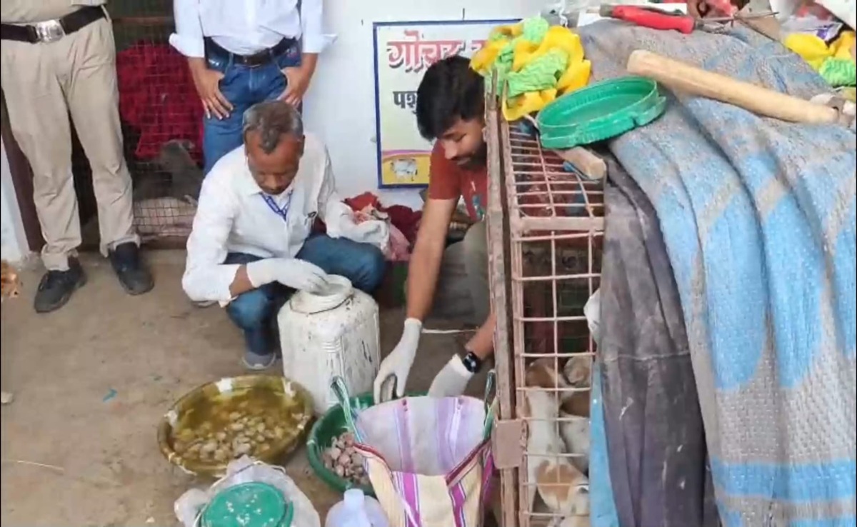 मंडला में नसबंदी के नाम पर बड़ा खेला; सैकड़ों कुत्तों के ऑर्गन बरामद, जानिए कैसे हुआ ये घोटाला?