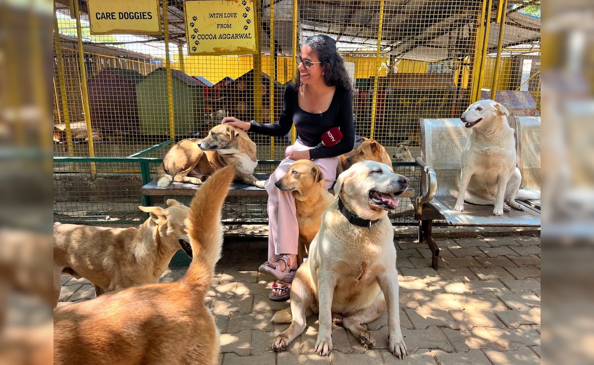 अमेरिका-ईरान युद्ध का असर: बेंगलुरु में बेजुबानों पर टूटा LPG का संकट, लकड़ियों पर पक रहा 600 कुत्तों का खाना