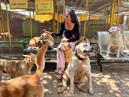 अमेरिका-ईरान युद्ध का असर: बेंगलुरु में बेजुबानों पर टूटा LPG का संकट, लकड़ियों पर पक रहा 600 कुत्तों का खाना