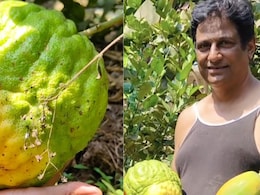 Success Story: अबब! 'एवढं' वजन? शेतकऱ्याने पिकवलेलं महाकाय इडलिंबू चर्चेत