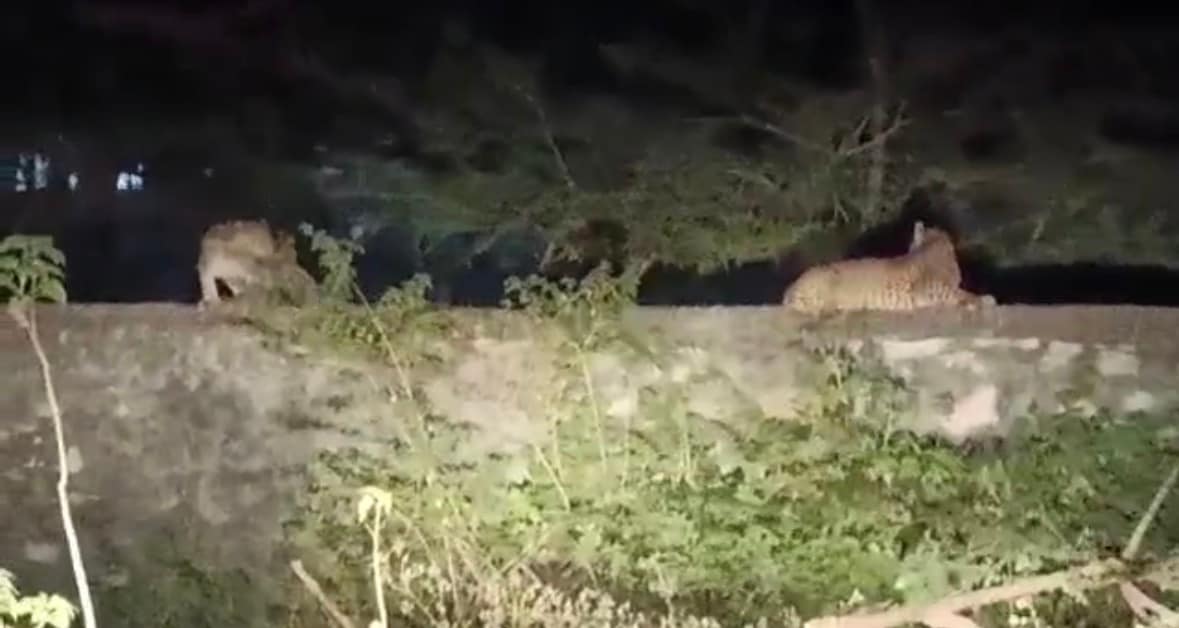 दोनों पैंथर मुख्य सड़क के पास बनी दीवार पर बैठे दिखे.