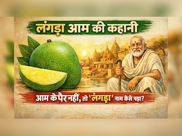 लंगड़ा आम की कहानी: जब आम के पैर नहीं होते, तो फिर &lsquo;लंगड़ा&rsquo; नाम कैसे पड़ा?