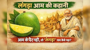 लंगड़ा आम की कहानी: जब आम के पैर नहीं होते, तो फिर &lsquo;लंगड़ा&rsquo; नाम कैसे पड़ा?