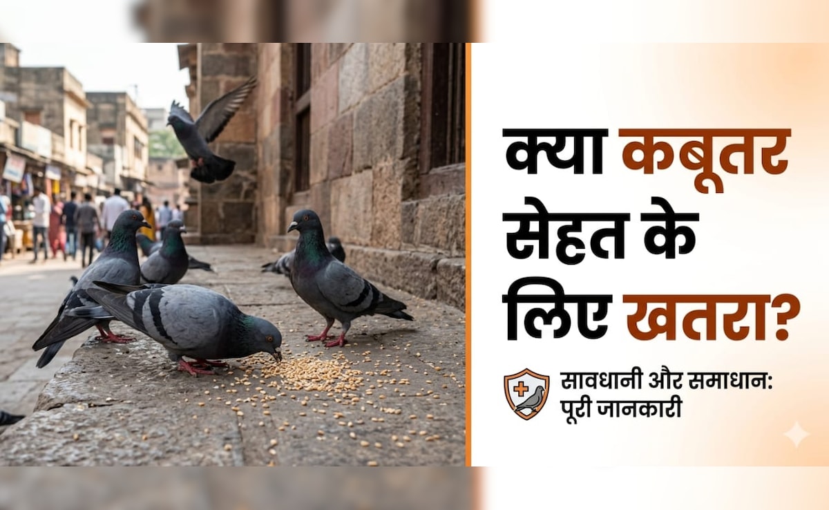कबूतर के पंख और बीट से हो सकता है सेहत को नुकसान, एक्सपर्ट से जानें...