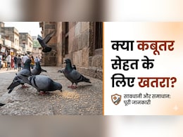 कबूतर के पंख और बीट से हो सकता है सेहत को नुकसान, एक्सपर्ट से जानें...