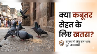 कबूतर के पंख और बीट से हो सकता है सेहत को नुकसान, एक्सपर्ट से जानें...