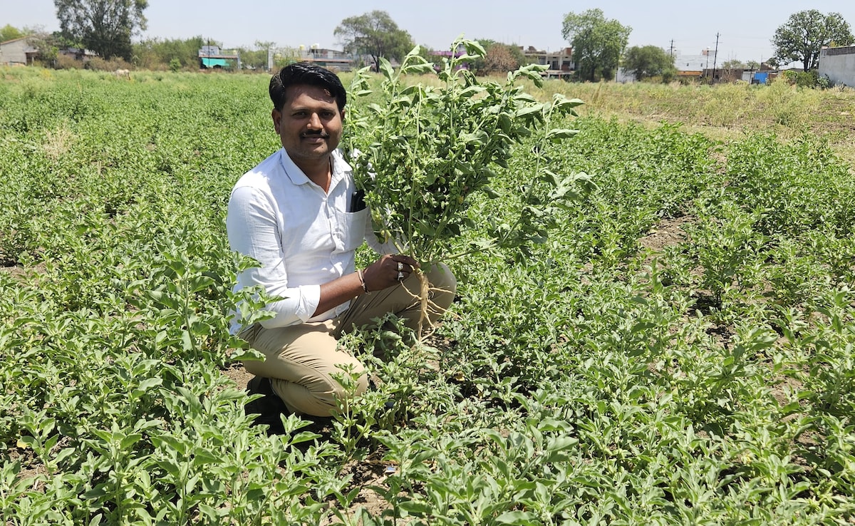Success Story: 30,000 लागत और 1.5 लाख तक मुनाफा: पब्लिक रिलेशन ऑफिसर की नौकरी छोड़ शुरू की खेती, अब सलाना 18 लाख की हो रही कमाई