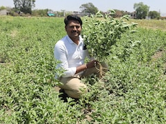 Success Story: 30,000 लागत और 1.5 लाख तक मुनाफा: पब्लिक रिलेशन ऑफिसर की नौकरी छोड़ शुरू की खेती, अब सलाना 18 लाख की हो रही कमाई