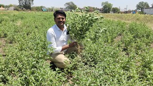 Success Story: 30,000 लागत और 1.5 लाख तक मुनाफा: पब्लिक रिलेशन ऑफिसर की नौकरी छोड़ शुरू की खेती, अब सलाना 18 लाख की हो रही कमाई