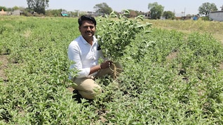 30000 लागत और 1.5 लाख तक मुनाफा: PRO की नौकरी छोड़ शुरू की खेती, अब सलाना 18 लाख की हो रही कमाई