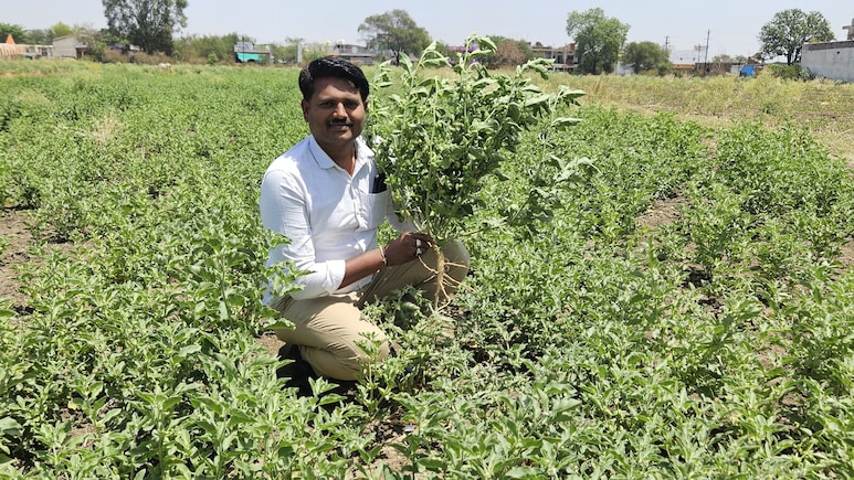 Success Story: 30,000 लागत और 1.5 लाख तक मुनाफा: पब्लिक रिलेशन ऑफिसर की नौकरी छोड़ शुरू की खेती, अब सलाना 18 लाख की हो रही कमाई