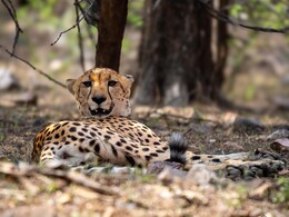 बाघिन T-127 के इलाके में बार- बार क्यों जा रहा है कूनो का चीता? एक बार फिर रणथंभौर में आ गया KP-2