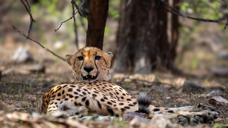 बाघिन T-127 के पास बार बार क्यों पहुंच जाता है कूनो का चीता? एक बार फिर रणथंभौर में आ गया KP-2